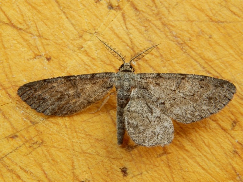 Geometridae da ID . Cfr. Hypomecis punctinalis